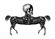 Dan Hillier